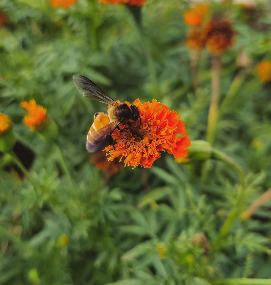Pszczoła miodna siedząca na pomarańczowym kwiacie w zakończeniu fotografii puzzle online