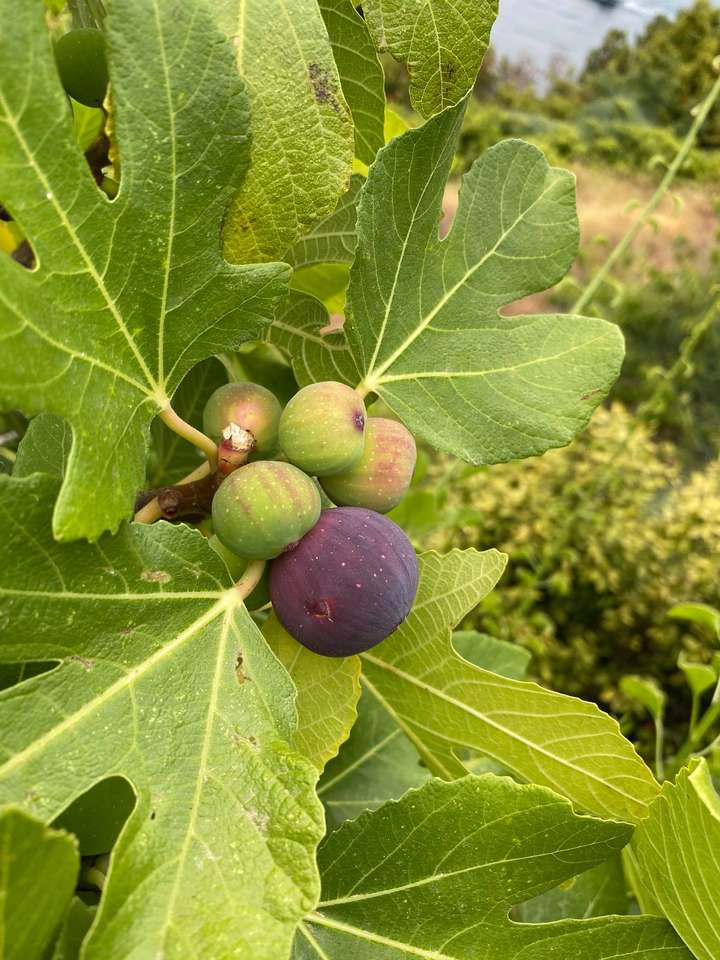 Owoce figowca- Chorwacja puzzle online