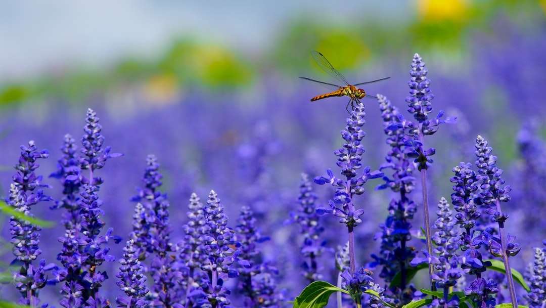 Orange Dragonfly siedzący na purpurowym kwiacie puzzle online