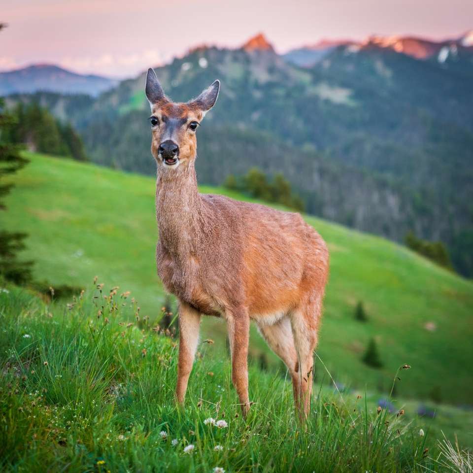 Brown jelenia na zielonej trawie polu w ciągu dnia puzzle online