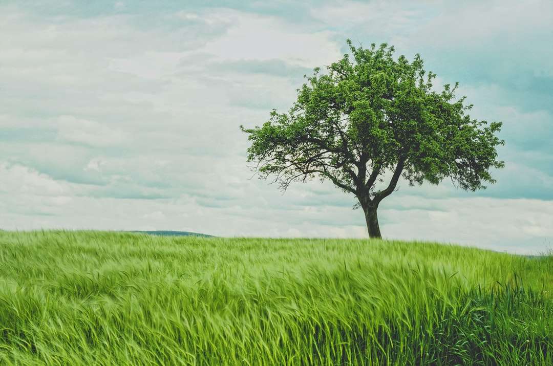 Zielone drzewo na łąkach w ciągu dnia puzzle online