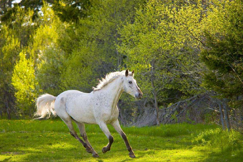 Cwałujący biały koń puzzle online