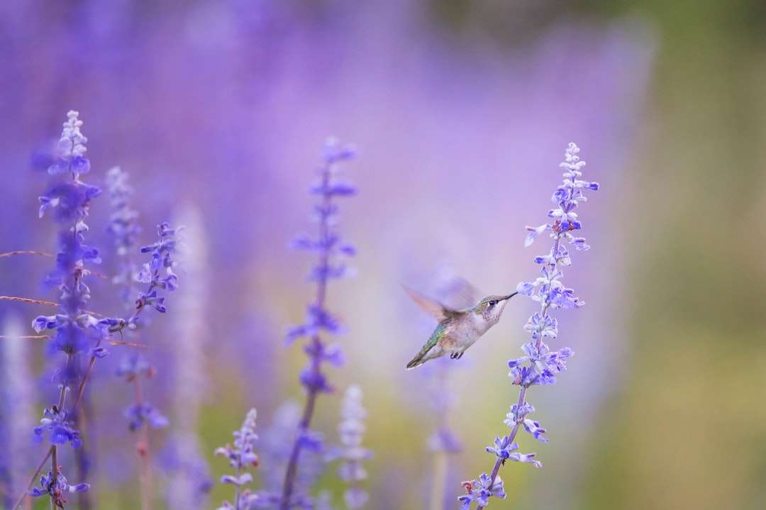 Zbliżenie fotografia ptak obok purpurowych płatków kwiaty puzzle online
