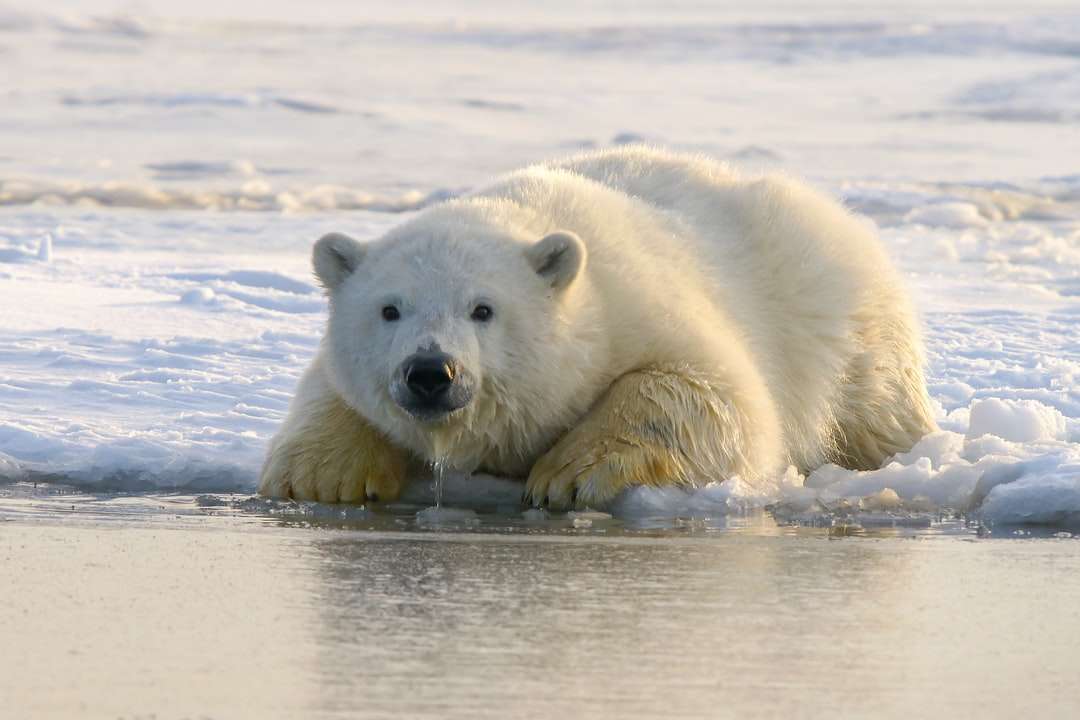Niedźwiedź polarny na wodzie w ciągu dnia puzzle online