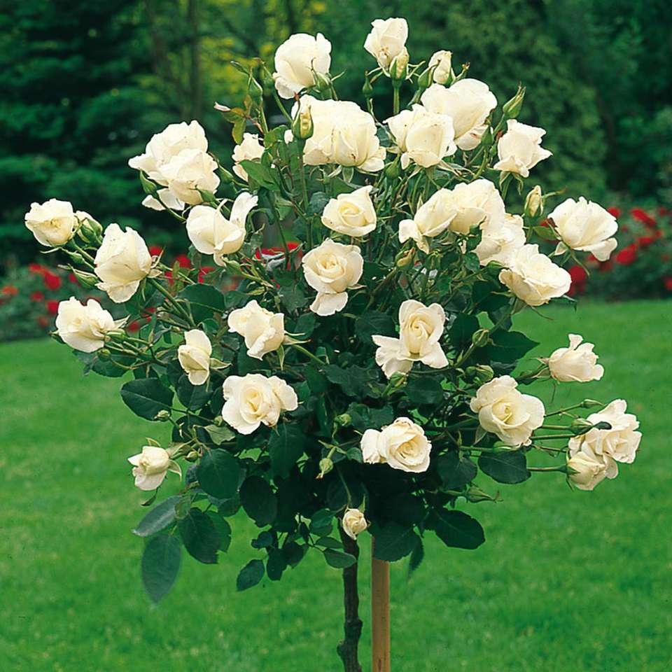Kwitnące drzewko białej róży puzzle online