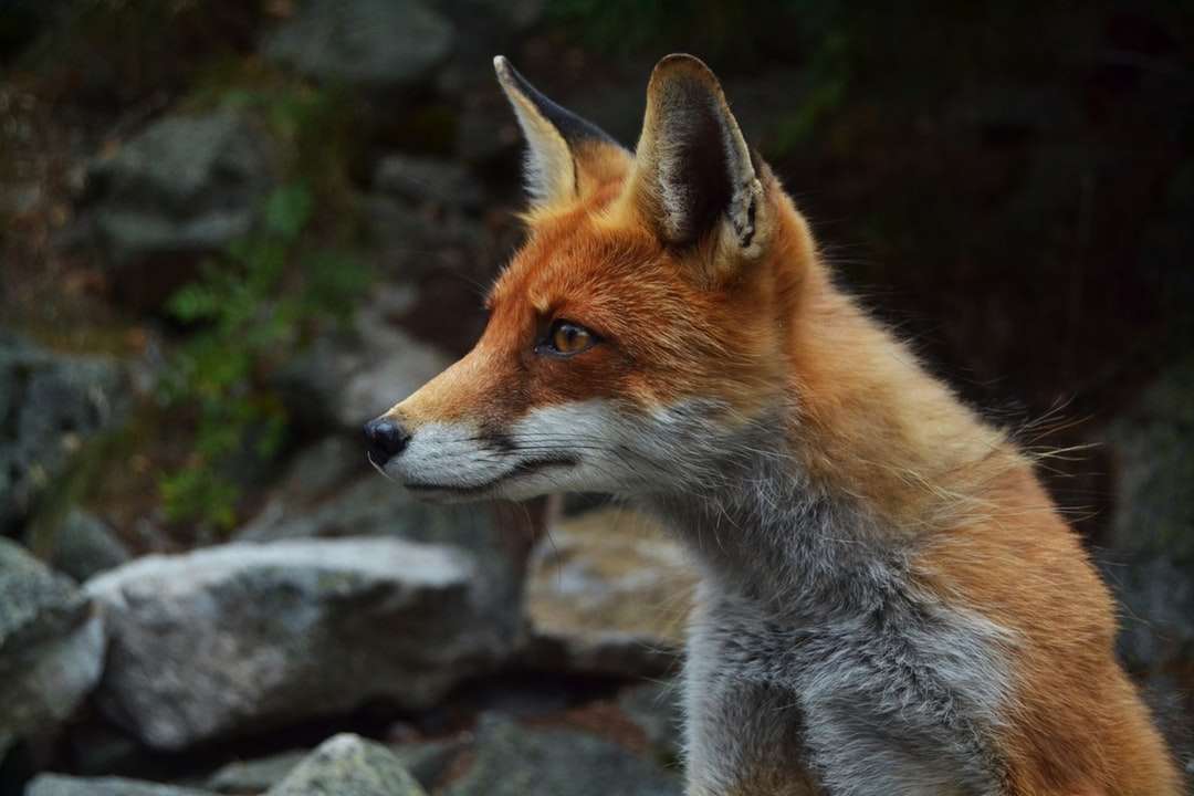 Płytka fotografia fox puzzle online