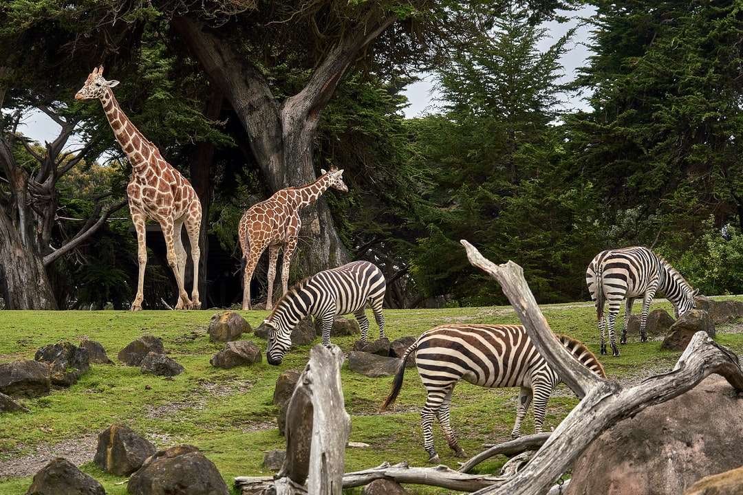 Dwa żyrafa i trzy zebry na zielonej trawie polu puzzle online