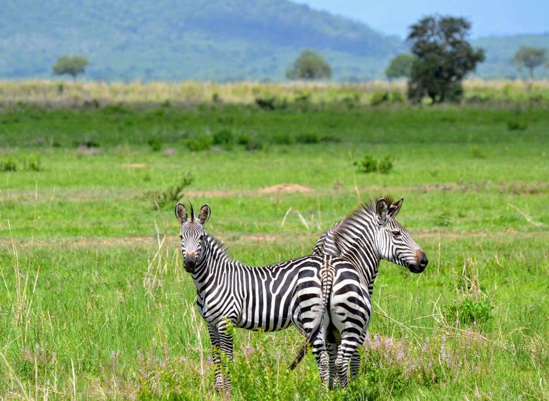 Dwa zebry na polu trawy puzzle online