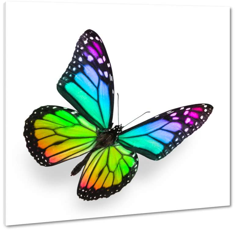 Tęczowy motyl puzzle online
