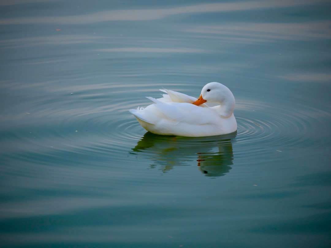 Biała kaczka w ciele wody w ciągu dnia puzzle online