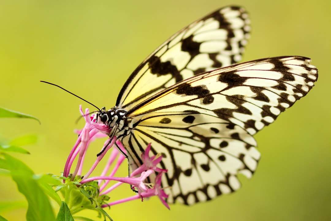 Fotografia de closeup da borboleta na flor quebra-cabeça
