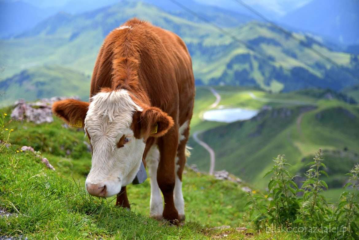 Krowa w Alpach Austiackich puzzle online