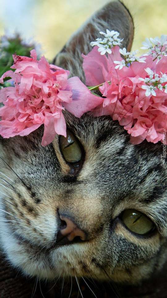Kotek i kwiatki puzzle online