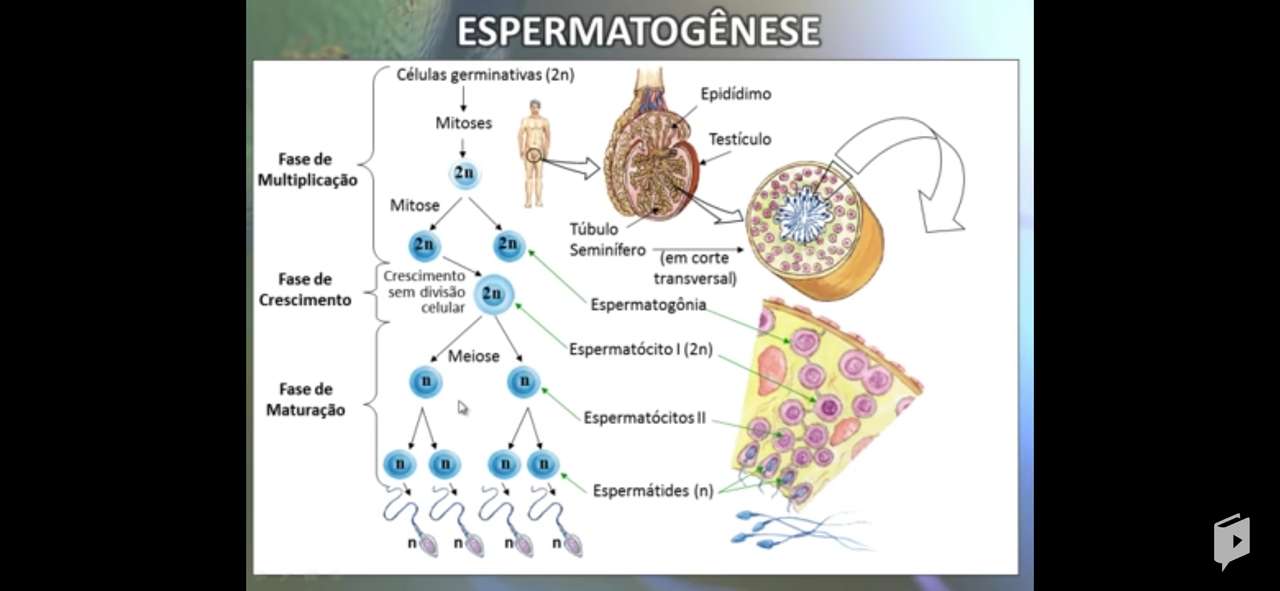 Spermatogeneza puzzle online