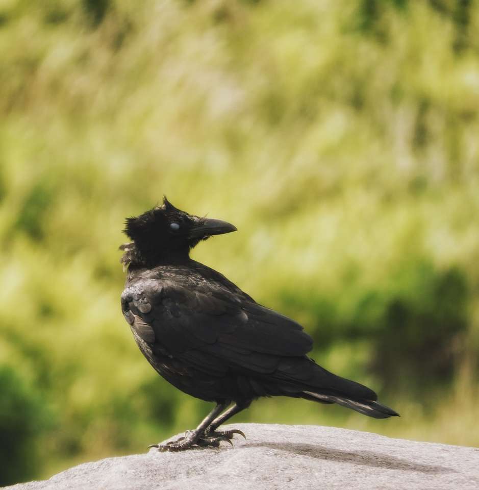 Czarny ptak na szarej betonowej powierzchni w ciągu dnia puzzle online