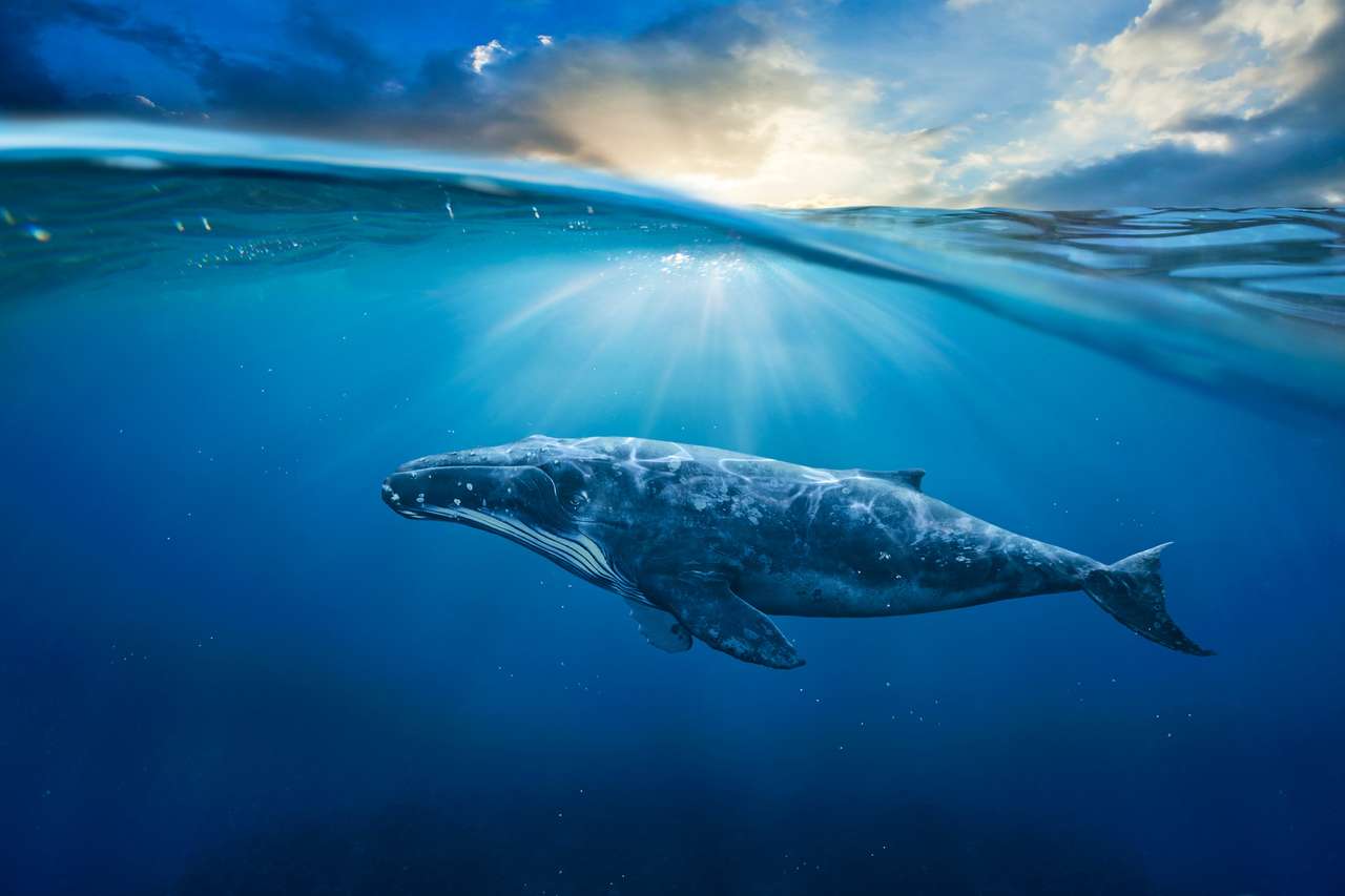 Młody wieloryb w błękitnej wodzie puzzle online