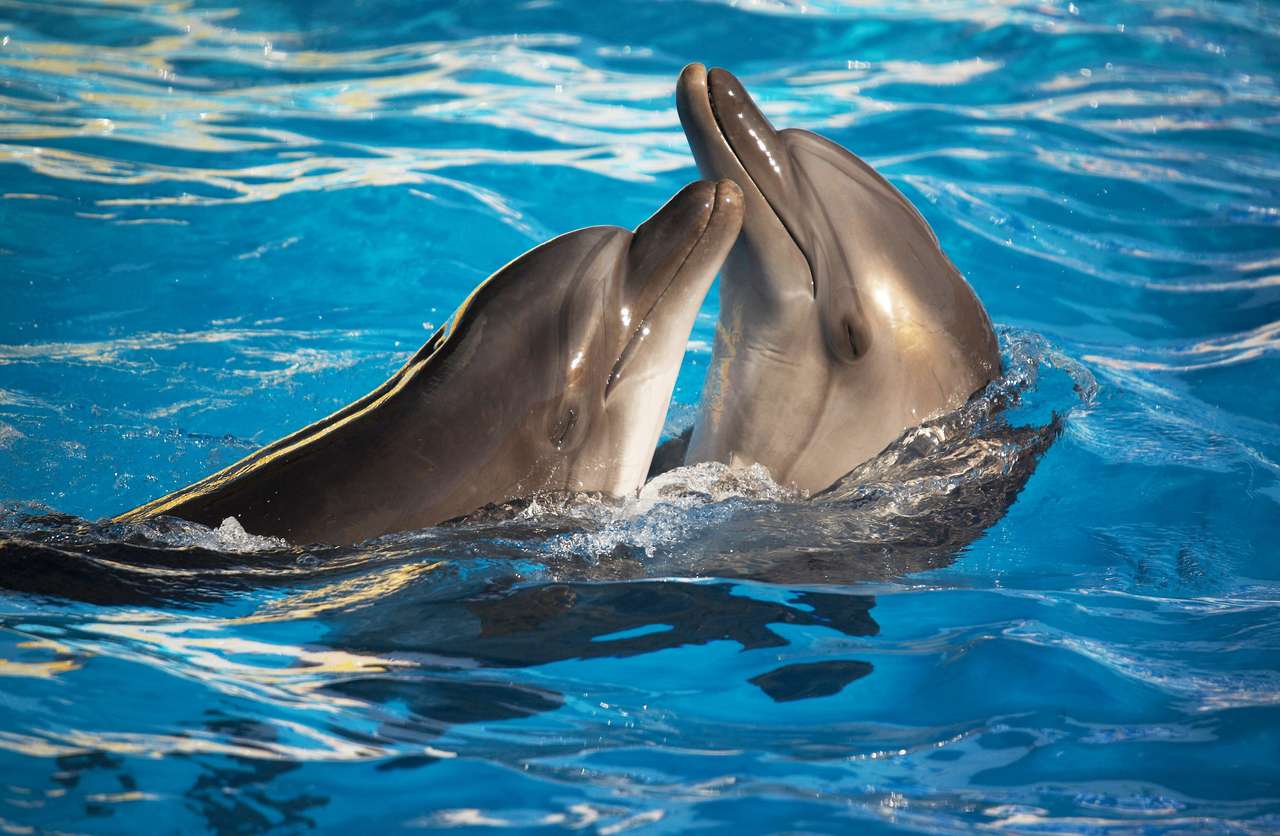 Para delfinów tańczy w jasnoniebieskiej wodzie puzzle online