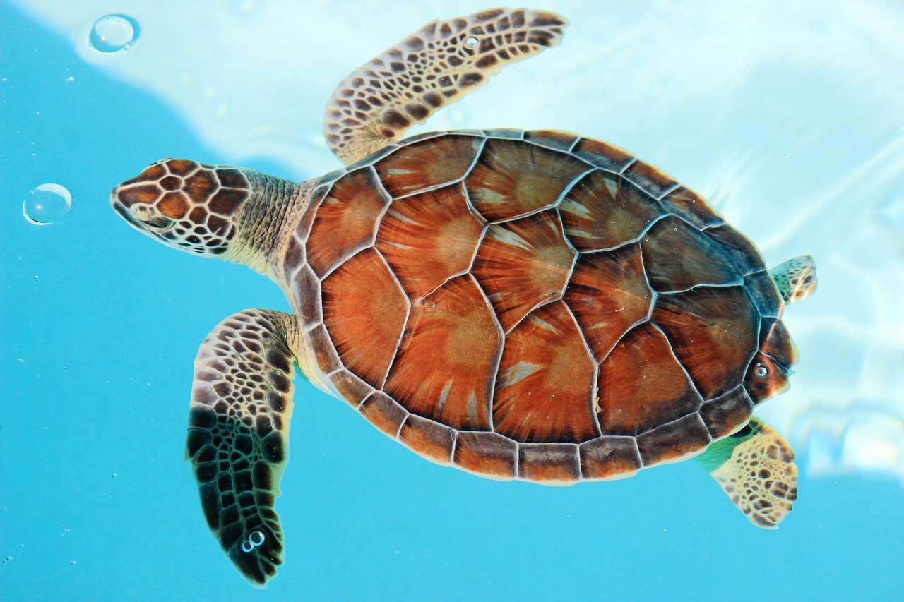 Zagrożony żółw morski w turkusowej wodzie puzzle online
