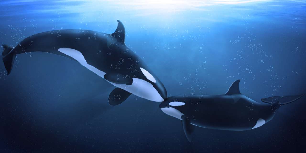 Killer Whales pokazujący trochę czułości puzzle online