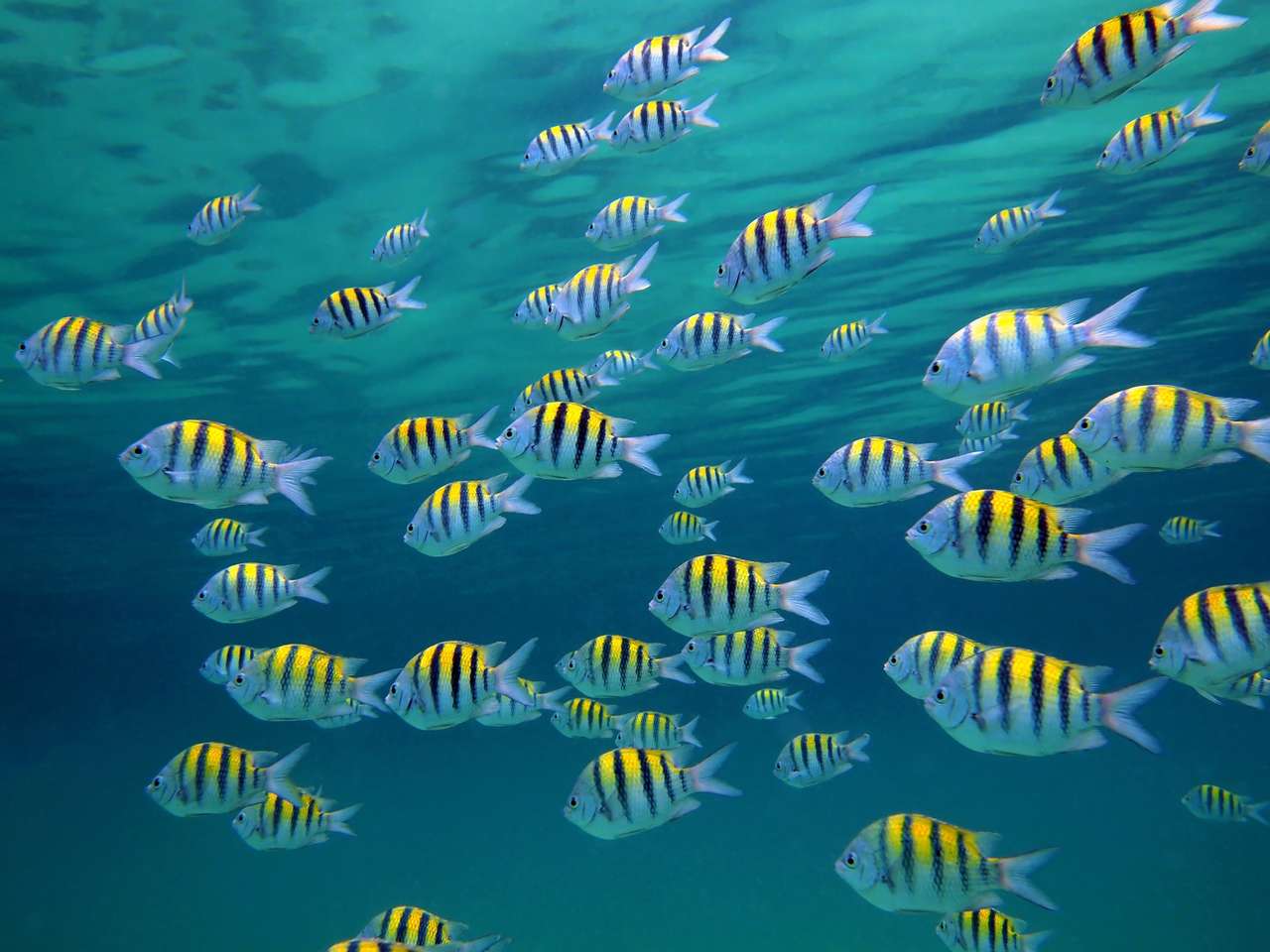 Szkoła sierżant-major ryb z powierzchnią wody w tle, Morze Karaibskie puzzle online