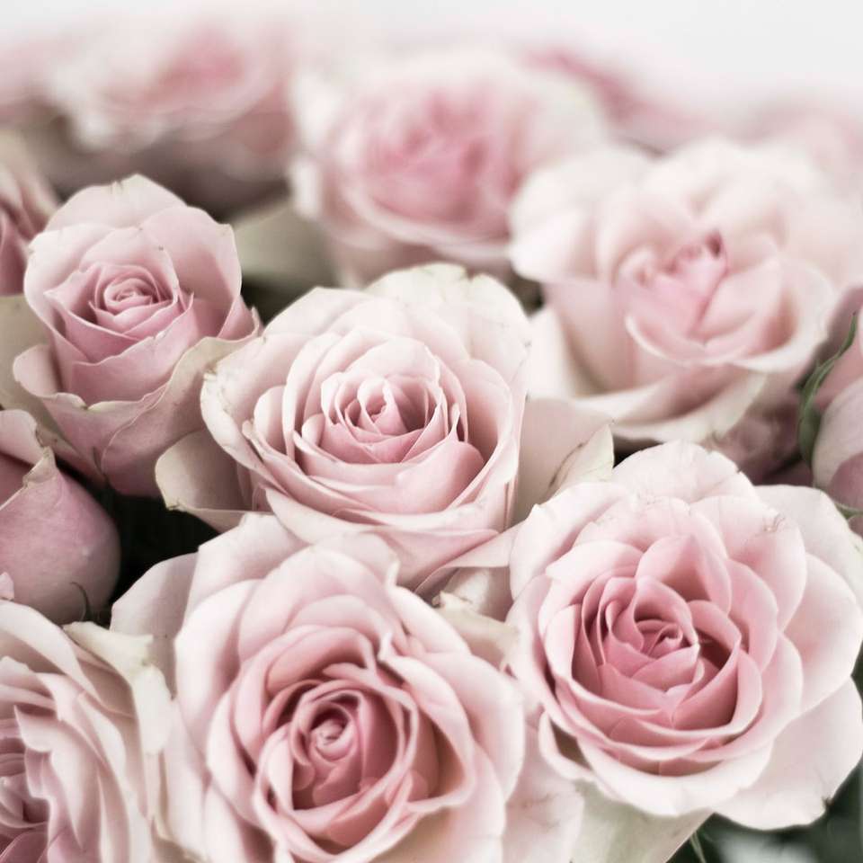 Różowe róże w obiektywach przesuwnych puzzle online