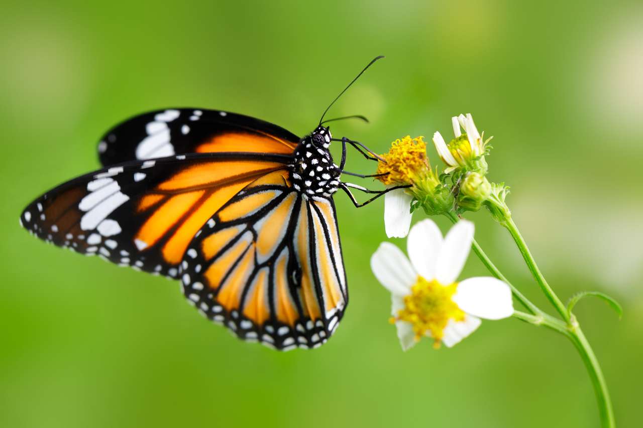 Zbliżenie motyl na kwiat (wspólny motyl tygrys) puzzle online