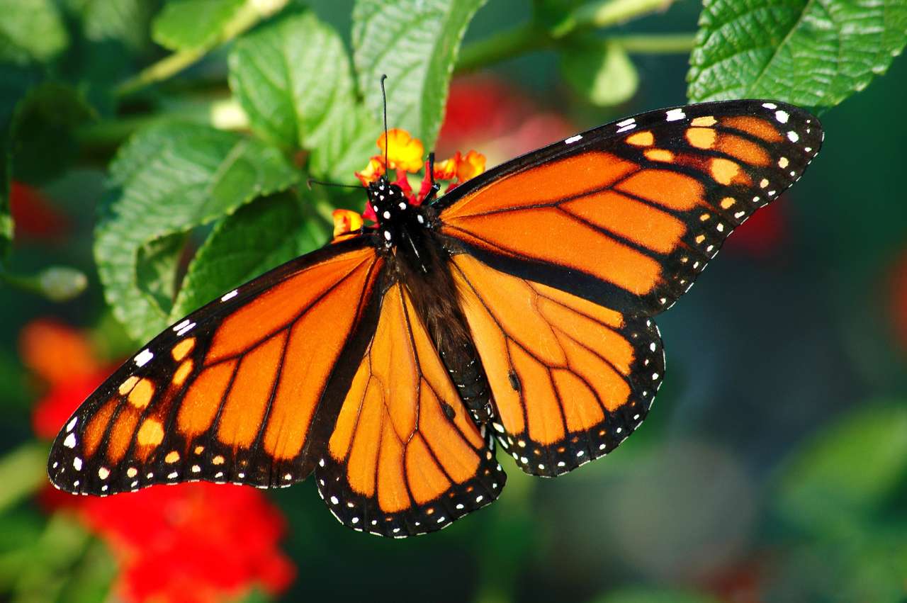 Piękny Monarch Butterfly z tętniącego życiem koloru, karmienia na rozkwicie Lantana puzzle online