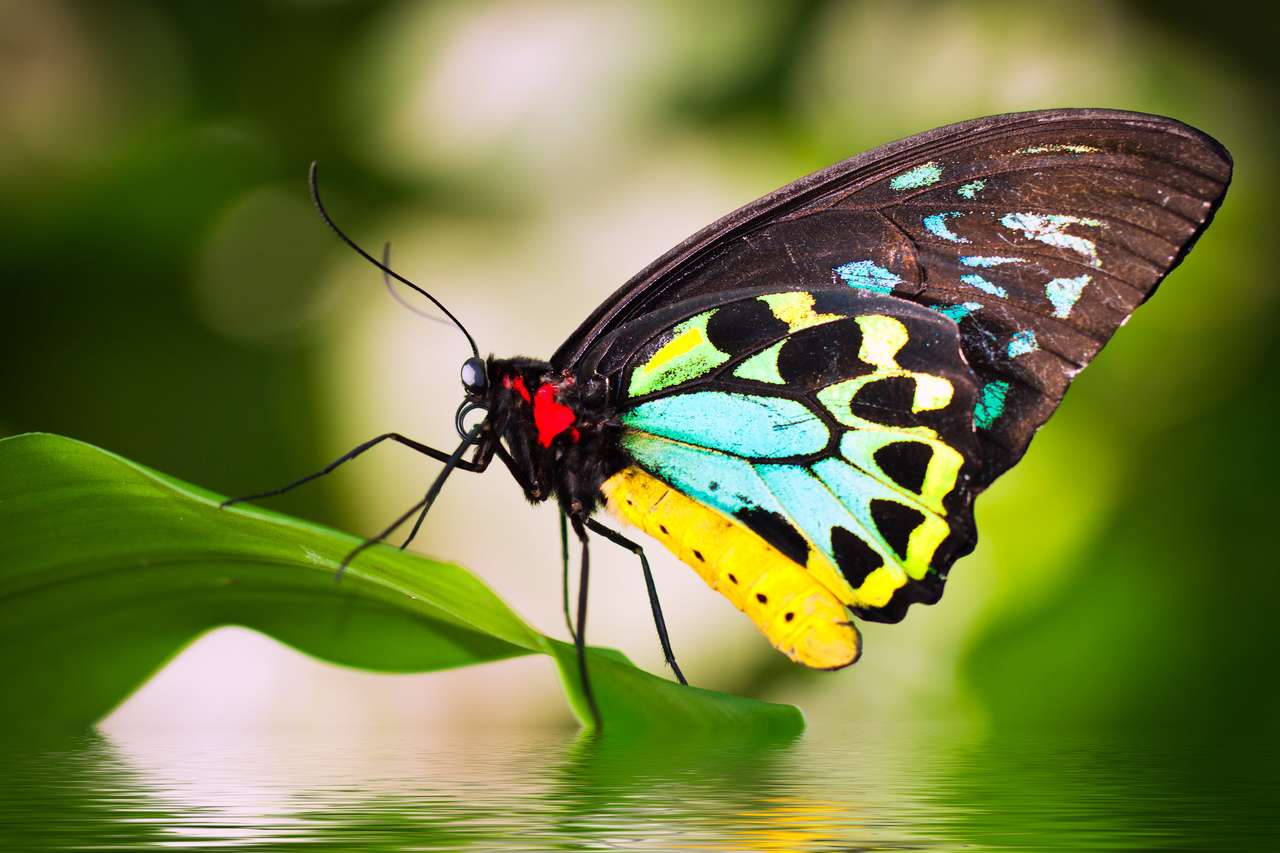 Piękny męski Cairns Birdwing Butterfly (Ornithoptera euforion) siedzi na liściu z odbiciem w wodzie. puzzle online