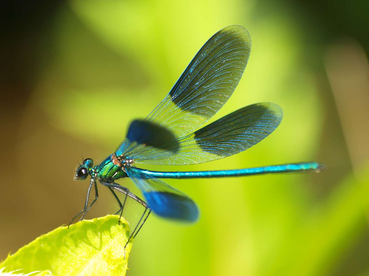Zamknij się na pięknym dragonfly puzzle online