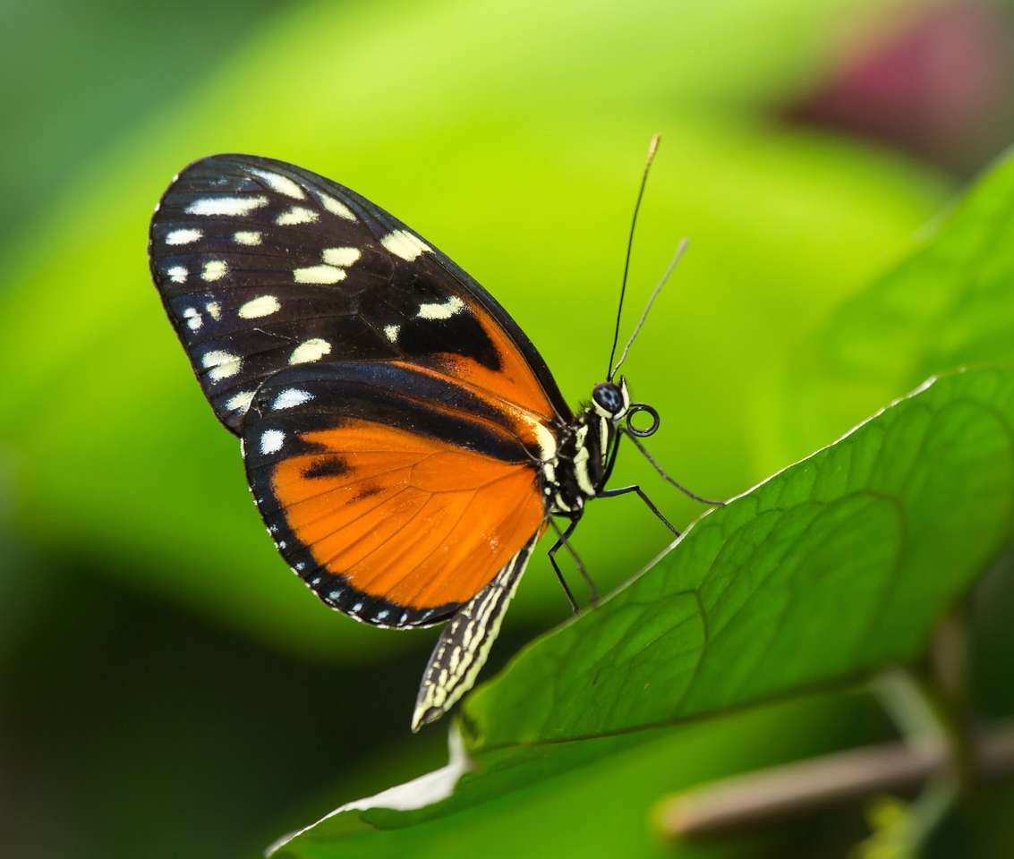 Tiger Longwing Butterfly Heliconius Hecale siedzi na zielonym liściu puzzle online