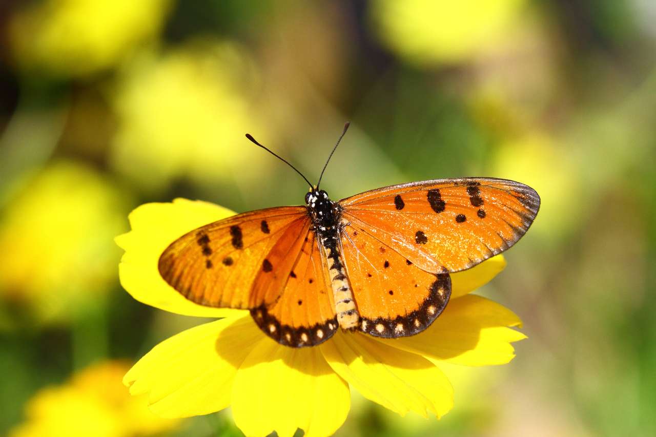 Zamknij się z Tawny Coster Butterfly na błyszczący dzień puzzle online