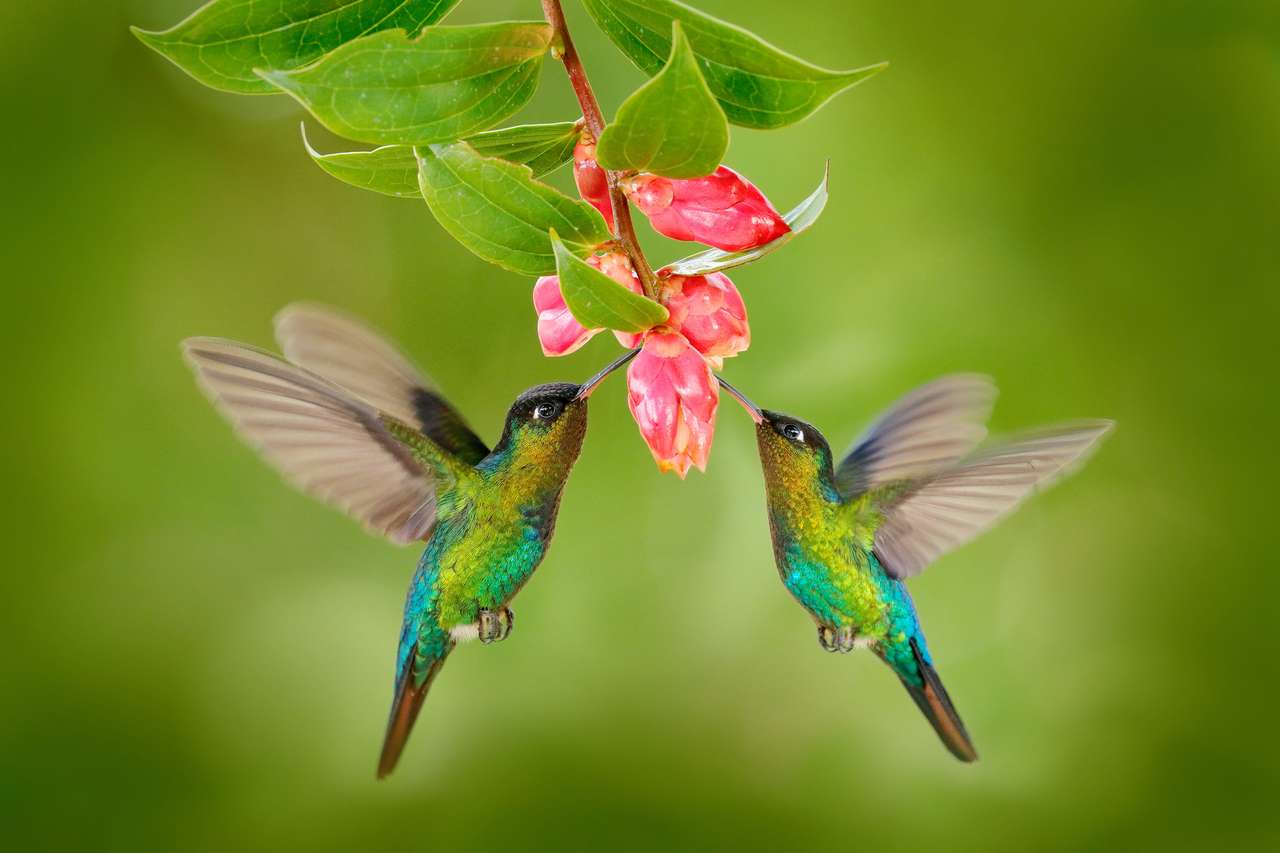 Dwa ptak Hummingbird z różowym kwiatem. Hummingbirds Fiery-Throated Hummingbird, latający obok pięknego kwiatu kwiatu, Saupegre, Kostaryka. Scena dzikiej przyrody działania z natury. Ptak latający. Miłość zwierzęca. puzzle online