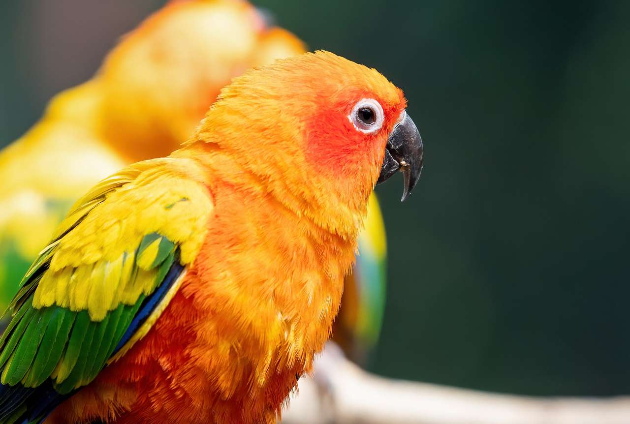 Zbliżenie słońce conure papuga siedzący na gałąź odizolowywającym na tle puzzle online