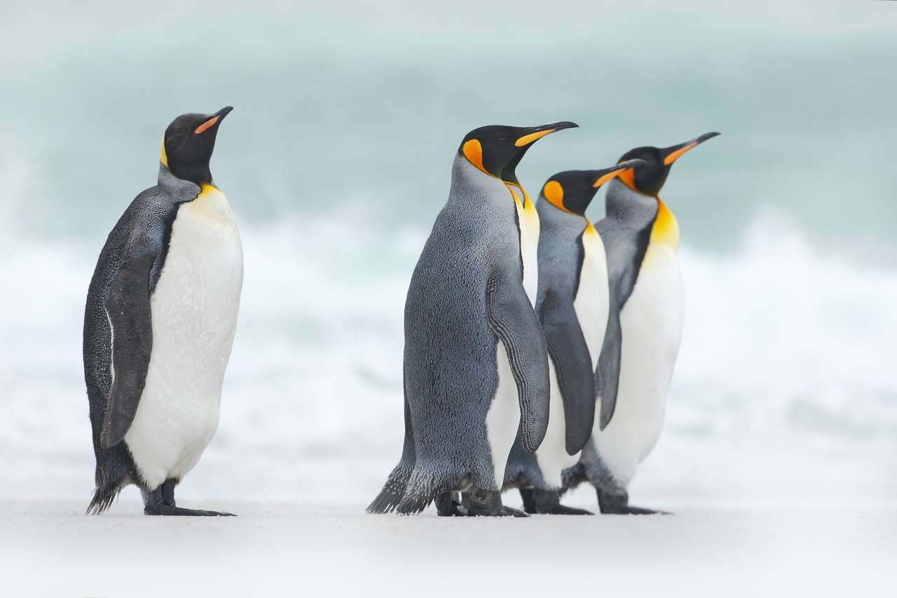 Grupa czterech pingwinów króla, apenodytes patagonicus, idąc od białego śniegu do morza, Falklandy puzzle online