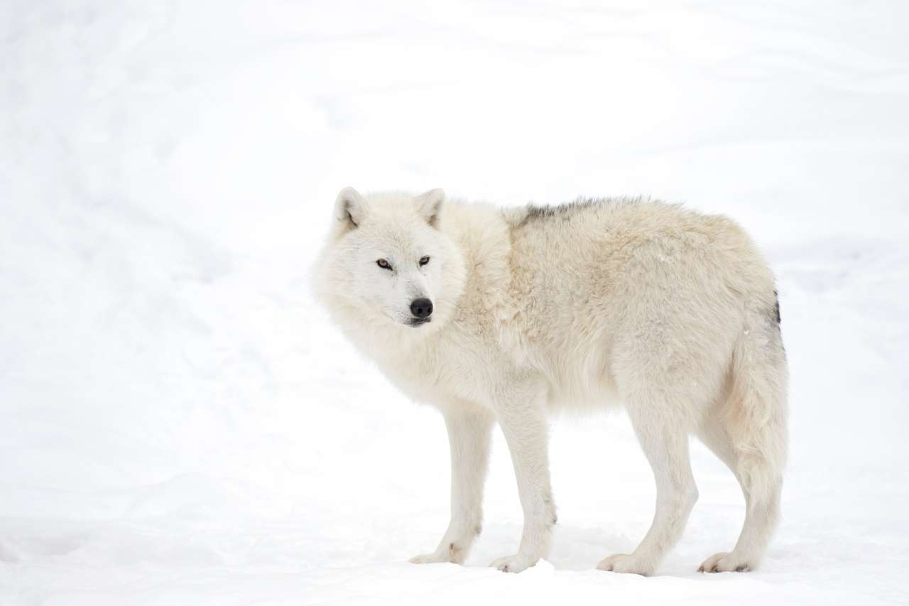Arktyczny wilk odizolowywający na białym tle Chodzi w zima śniegu w Kanada puzzle online