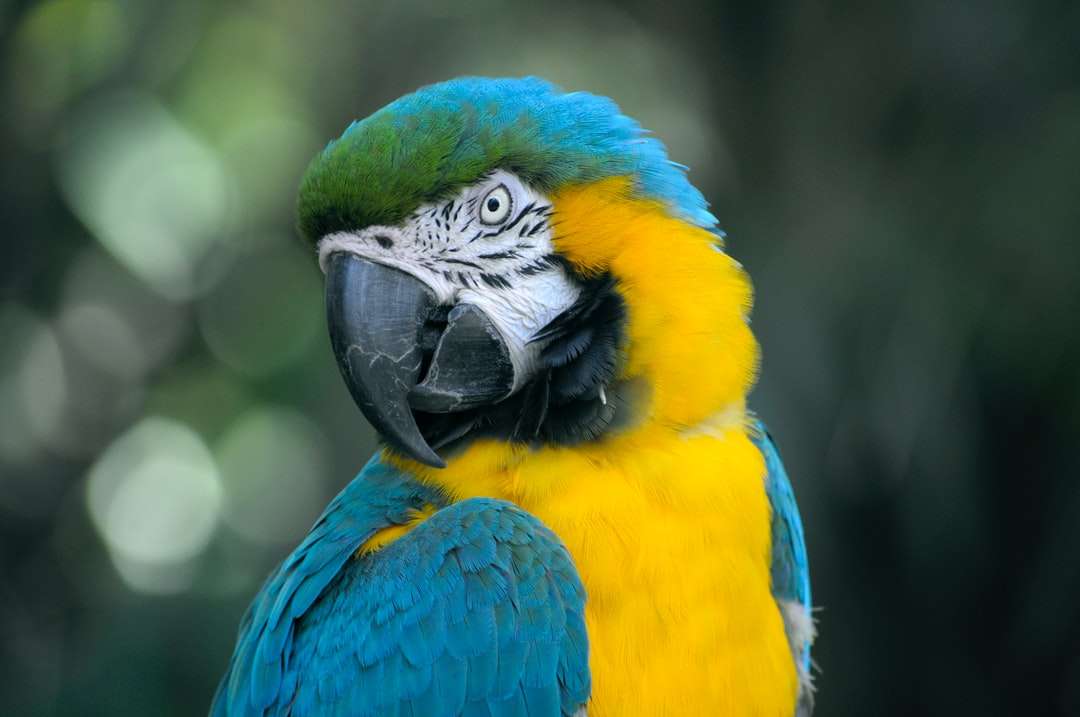 Zbliżenie papuga żółtego i cyrkanowa puzzle online