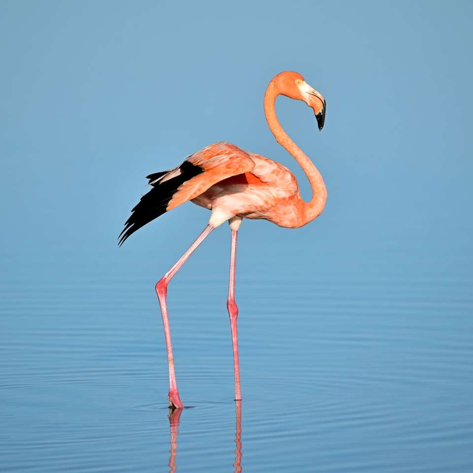 Zdjęcie flamingu na wodzie puzzle online
