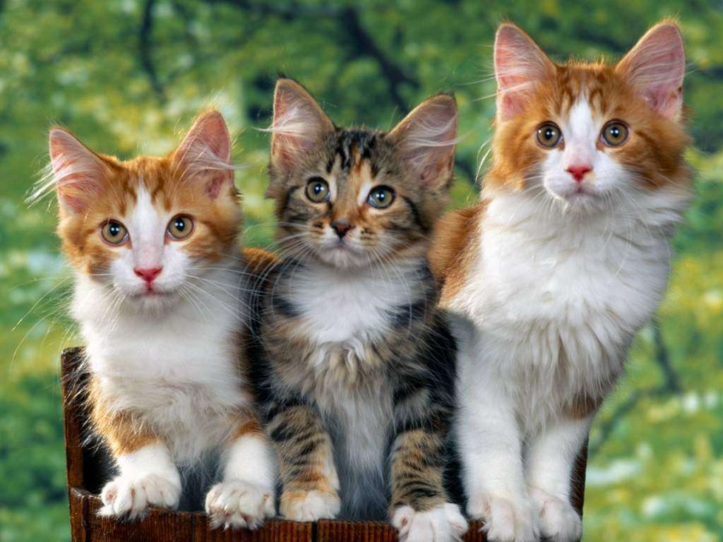 Trzy wpatrzone kotki puzzle online