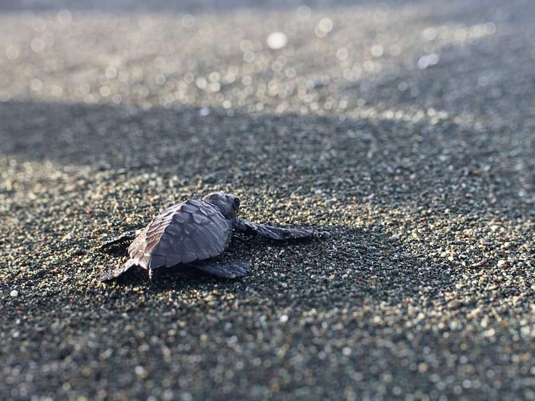 Szary i brązowy żółw na szarym piasku w ciągu dnia puzzle online