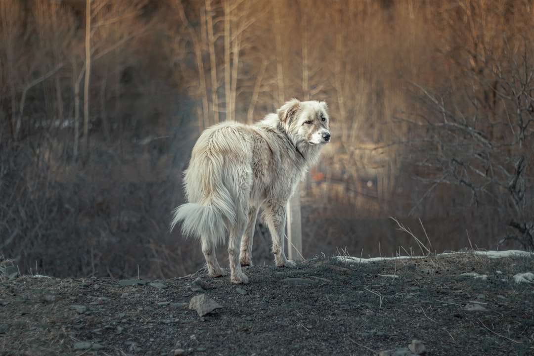 Biały i brązowy wilk chodzenie na ziemi brudu w ciągu dnia puzzle online