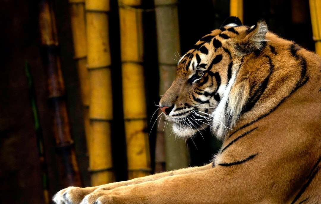 Brązowy tygrys obok bambusowych drzew puzzle online