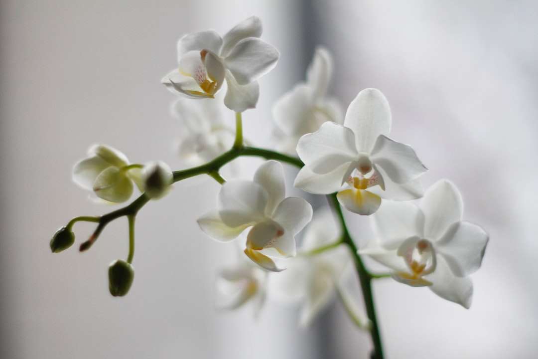 Biała orchidea ćma puzzle online