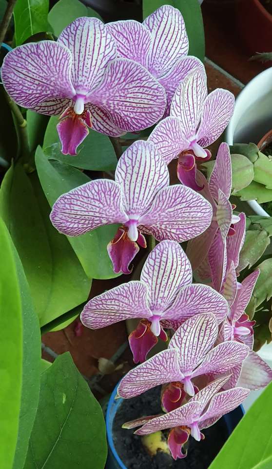 Kwiaty orchidei. puzzle online