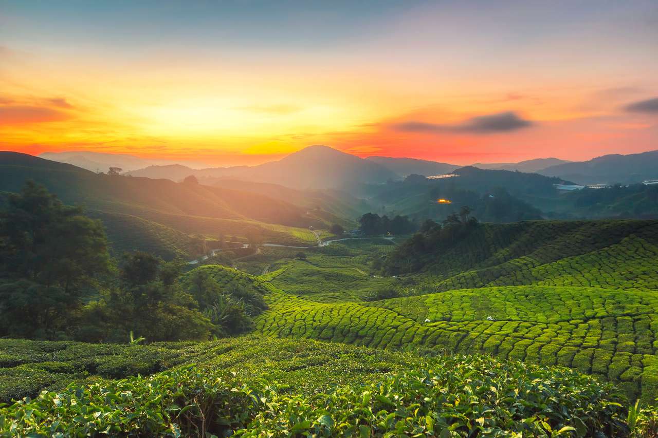 Wschód słońca plantacji herbaty w Cameron Highland, Malezja. puzzle online