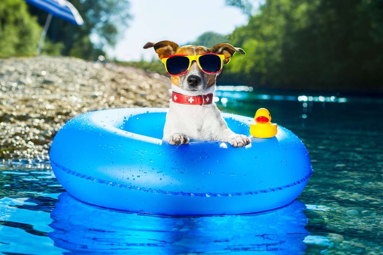 Pies na niebieskim materacu powietrza w wodzie orzeźwiający puzzle online