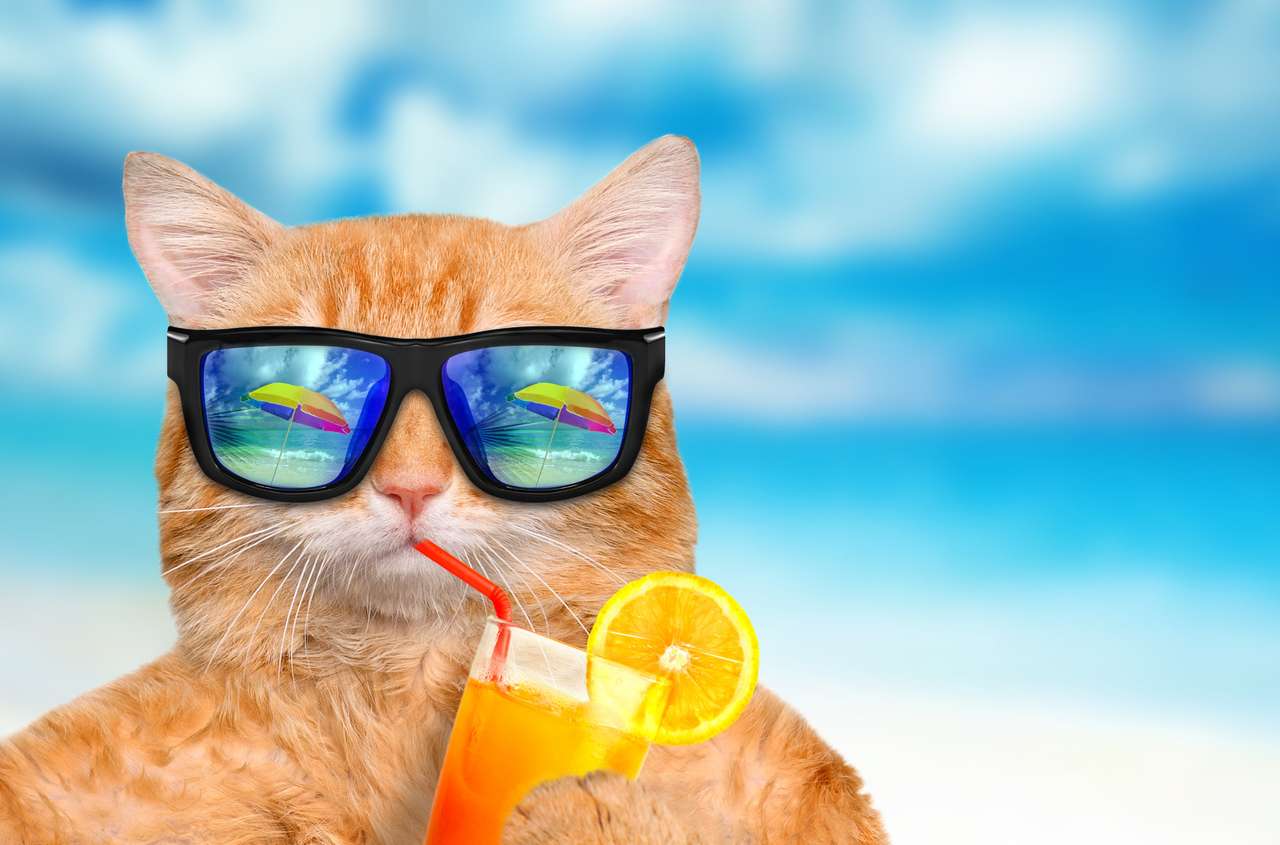 Kot jest ubranym okulary przeciwsłonecznych relaksuje w tle morza puzzle online