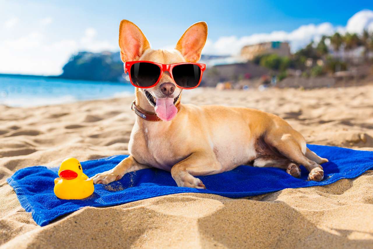 Pies Chihuahua na plaży brzeg oceanu puzzle online