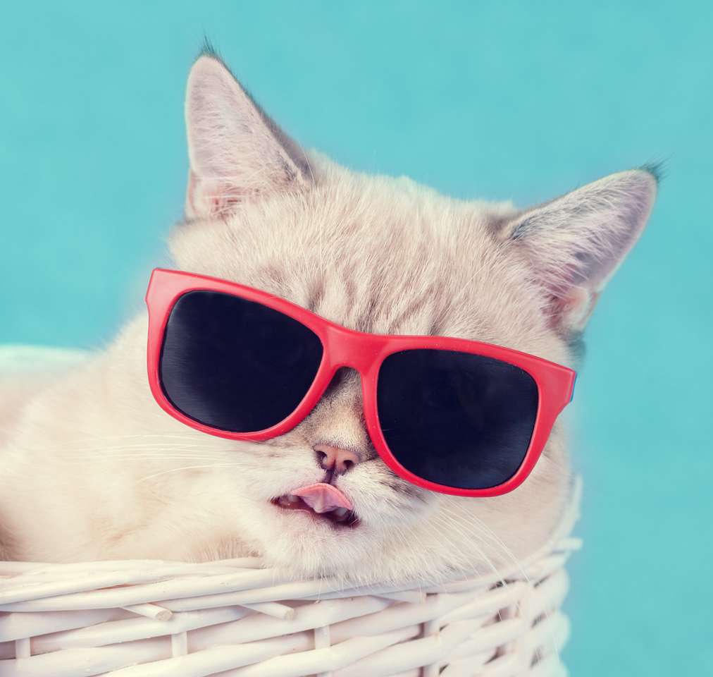 Kot w okularach przeciwsłonecznych leżący w koszu puzzle online