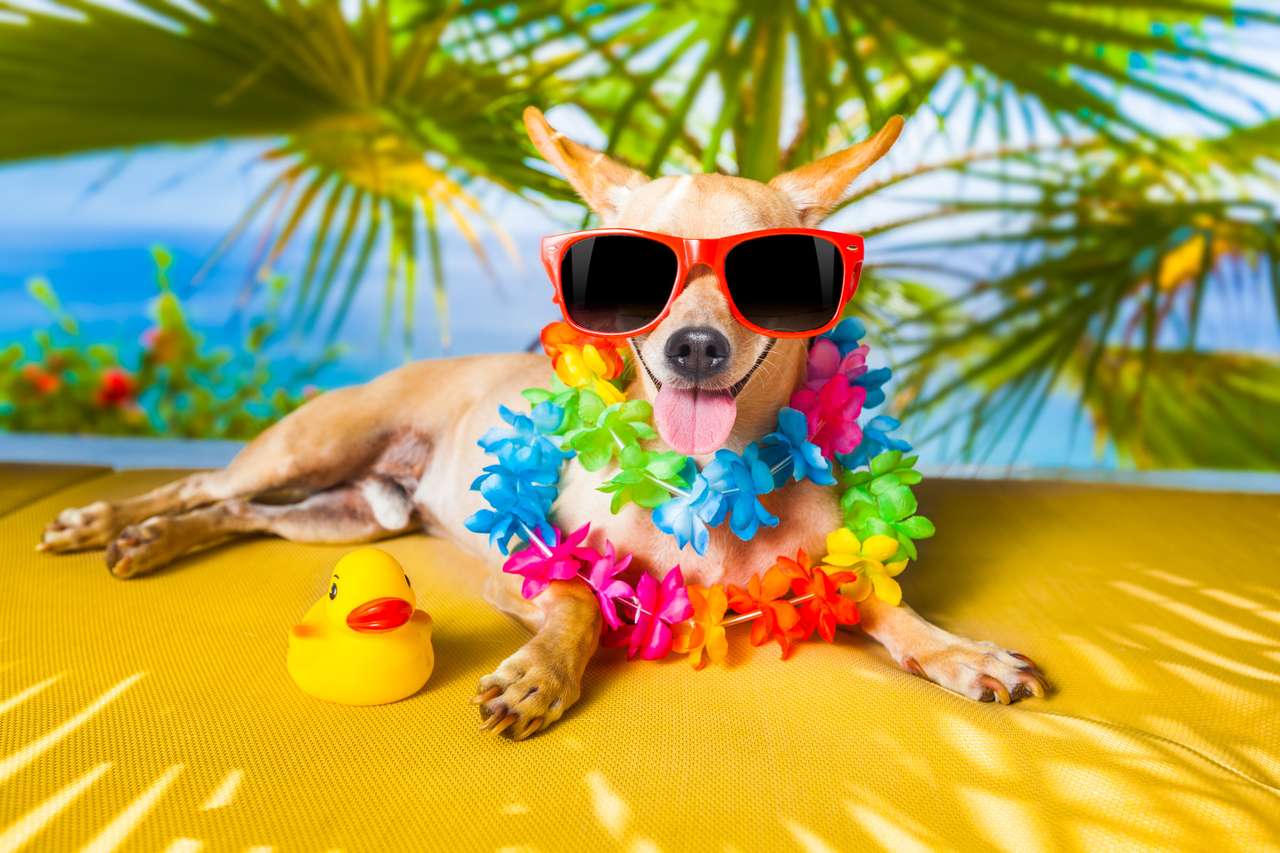 Pies Chihuahua relaksuje pod palmą puzzle online