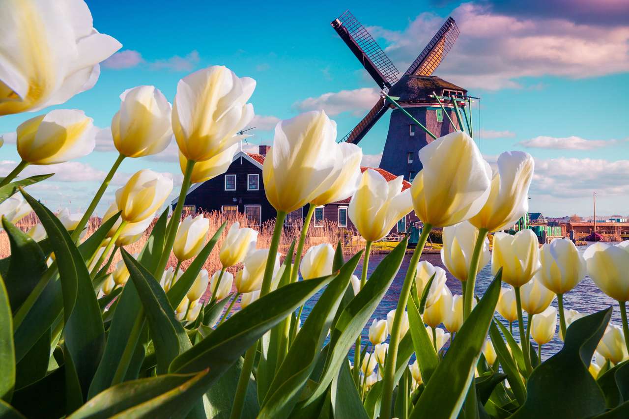 Słynne holenderskie wiatraki wśród kwitnących białych tulipanów puzzle online